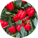 Javier Rosell Gonzalez